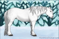 Horse Color:Gray White Spotted Black  Brindle