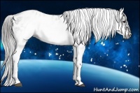 Horse Color:Gray White Spotted Black Appaloosa 