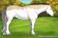 Horse Color:Buckskin Ice Dun Splash 