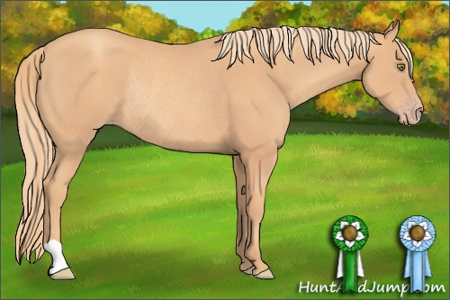 Horse Color: Unknown 