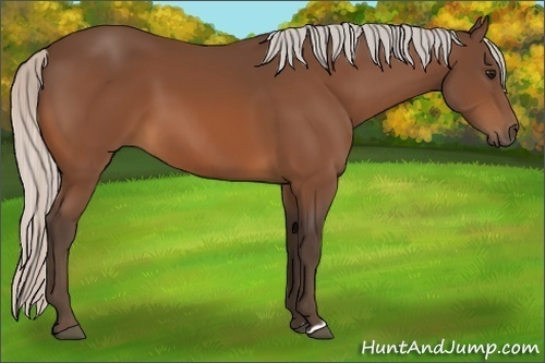 Horse Color: Silver Bay 