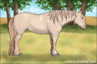 Horse Color:White Spotted Gold Champagne Dun Rabicano 