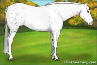 Horse Color:White Spotted Liver Chestnut 