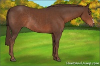 Horse Color:Liver Chestnut Rabicano 