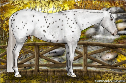 Horse Color: Liver Chestnut Blanket 