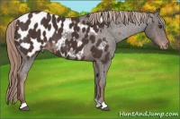 Horse Color:Liver Chestnut Near Leopard 