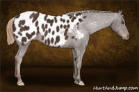 Horse Color:Liver Chestnut Near Leopard 