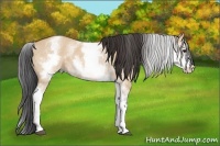 Horse Color:White Spotted Bay Dun Rabicano 