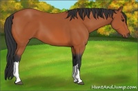 Horse Color:Bay 