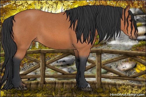 Horse Color: Bay Roan 