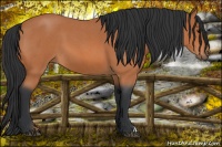 Horse Color:Bay Roan 