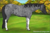 Horse Color:Blue Roan Tobiano 