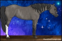 Horse Color:Grullo Rabicano 