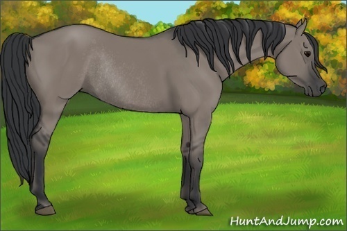 Horse Color: Grullo Rabicano 