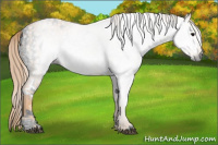 Horse Color:Gray White Spotted Black  Brindle