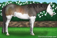 Horse Color:Buckskin Splash Rabicano