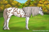 Horse Color:Red Roan Splash Appaloosa 