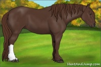 Horse Color:Liver Chestnut 