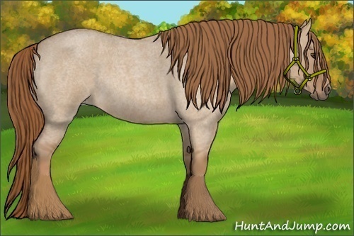 Horse Color: Red Dun Roan 