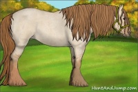 Horse Color:Red Dun Roan