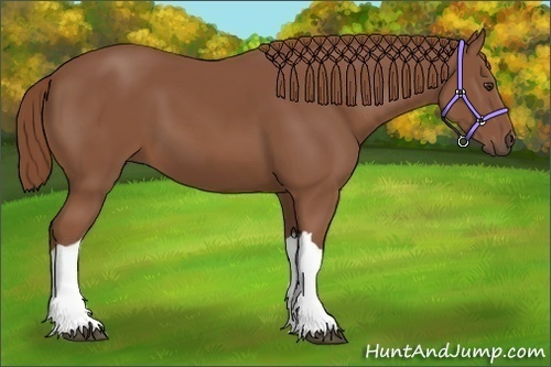 Horse Color: Chestnut 