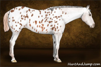 Horse Color:Liver Chestnut Appaloosa 