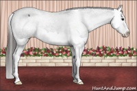 Horse Color:Black Splash Appaloosa 