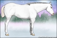 Horse Color:White Spotted Palomino Dun Splash Appaloosa 