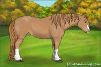 Horse Color:Chestnut Splash 