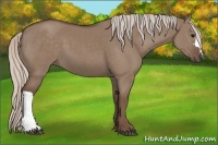 Horse Color:Silver Grullo 