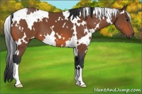 Horse Color:White Spotted Bay 