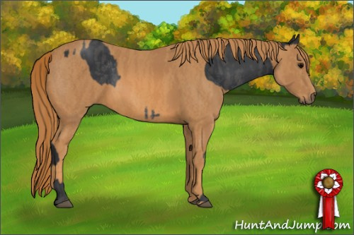 Horse Color: White Spotted Black  Brindle