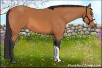 Horse Color:Bay 