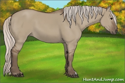 Horse Color:Silver Grullo 
