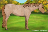 Horse Color:Red Roan 