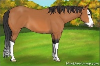 Horse Color:Bay Splash 