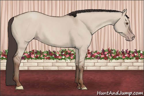 Horse Color: Classic Champagne Dun 