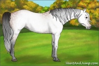 Horse Color:Gray Bay 