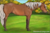 Horse Color:Silver Bay 