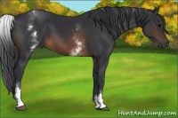 Horse Color:White Spotted Brown 