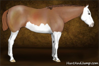 Horse Color:Chestnut Splash 