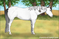 Horse Color:Grullo Splash Tobiano 