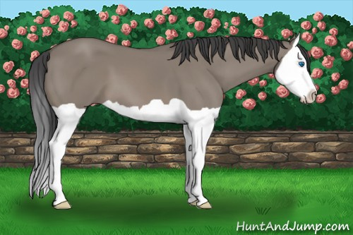 Horse Color: Grullo Splash 