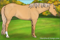 Horse Color:Palomino Dun