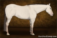 Horse Color:Amber Champagne Dun 