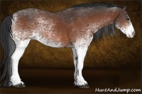 Horse Color:White Spotted Bay 