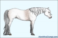 Horse Color:Gray Bay