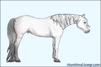 Horse Color:Gray Bay 