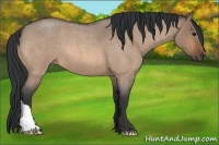 Horse Color:Bay Roan Dun 