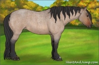 Horse Color:Bay Roan Dun 